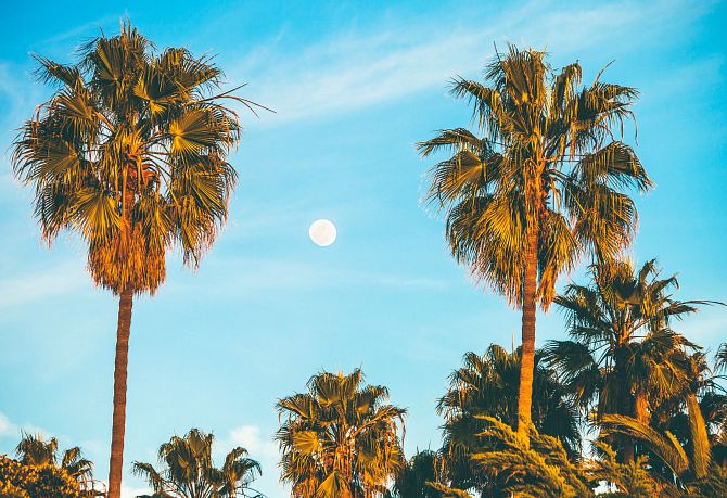 two palm trees with the moon